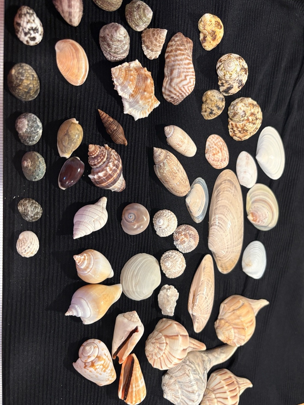 SEASHELLS LOT ~ Assorted Natural Seashell Lot Collection — Neutral Tones
